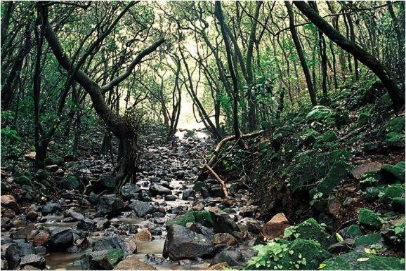 Monsoon Forest Tāla Exteriör bild