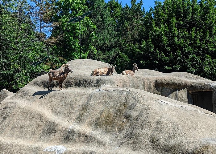 The Buffalo Zoo photo
