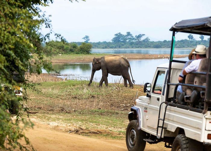 Jet d'Eau Udawalawe National Park 4x4 Safari with Elephant Transit Home ... photo