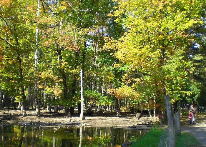 Wildpark "Alte Fasanerie" Klein-Auheim Wildpark Alte Fasanerie Tours - Book Now | Expedia photo