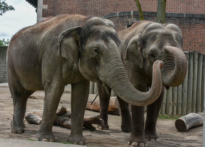 The Buffalo Zoo THE BUFFALO ZOO ANNOUNCES ELEPHANTS RELOCATING TO AUDUBON ZOO ... photo