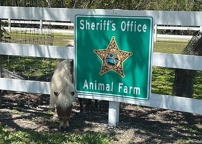 Sheriff s Animal Farm Inmates Care for the Rescue Animals on this Farm in Key West - photo