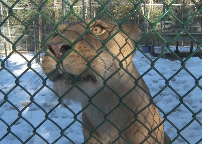 Cherry Brook Zoo Saint John zoo goes silent, city still looking for long-term plan ... photo