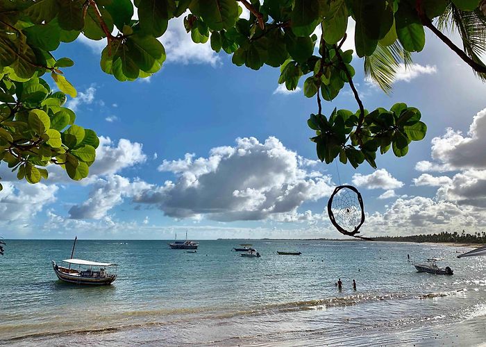 Timeantube Lagoon Things to Do in Praia do Forte in 2024 | Expedia photo
