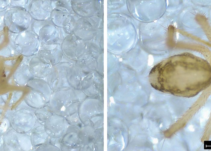 Centro de Informacion Juvenil SLAM Project - Long Term Ecological Study of the Impacts of ... photo