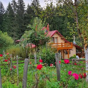 Forest Vibes Spa Hotell Cîmpu lui Neag Exterior photo