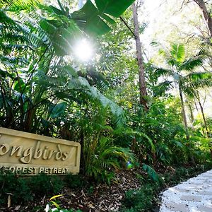 Songbirds Rainforest Retreat Villa Mount Tamborine Exterior photo