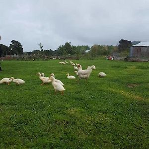 Akerama Farm Stay Hukerenui Exterior photo